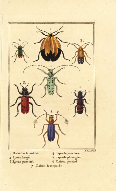 Malachite beetle, Malachius bipustulatus, net-winged beetles, Lycus melanurus, Lycus punctatus, Saperda punctata, Saperda species, Trichodes octopunctatus, and Trichodes apiarius by Pancrace (after) Bessa