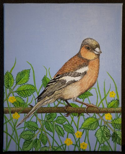 Chaffinch by Pat Scott