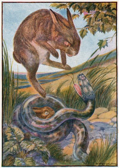 As she jumped she struck at the snake with her strong hind claws by Patten Wilson