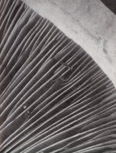 Underside of a mushroom by Paul Henning