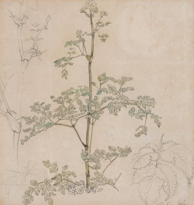 Study of Cow Parsley by Paul Sandby