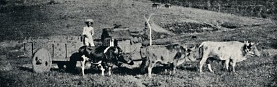 Ox Cart, 1895 by Paulo Sack