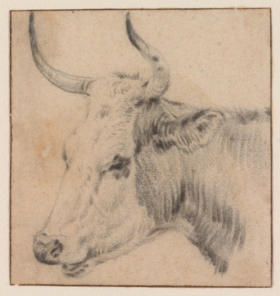 The Head of a Cow by Paulus Potter