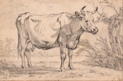 A Standing Cow by Paulus Potter