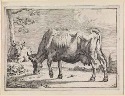 Grazing Cow by Paulus Potter