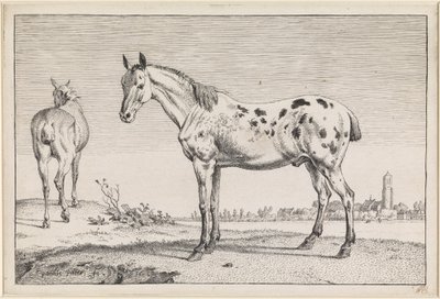 The Docked Horse by Paulus Potter