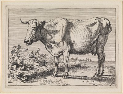 Cow with Twisted Horn by Paulus Potter