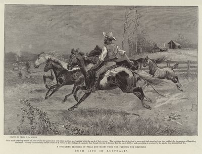 Bush Life in Australia by Percy F.S. Spence