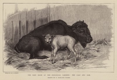 Bison and calf at London Zoo by Percy Harland Fisher