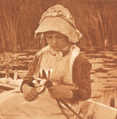 Flowers of the Mere by Peter Henry Emerson