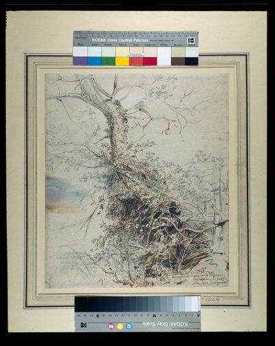 A dying tree, its trunk covered with brambles, beside a fence by Peter Paul Rubens