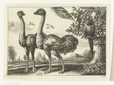 Two ostriches by Peter van Liesebetten