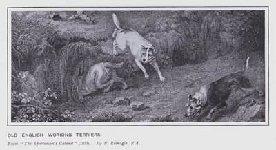 Old English Working Terriers by Philip (after) Reinagle
