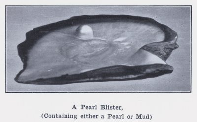 A Pearl Blister, containing either a Pearl or Mud by Photographer Australian