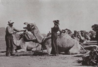 Camel teams with Aboriginals in charge supply outlying posts in Central Australia by Photographer Australian