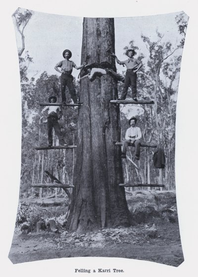 Felling a Karri Tree by Photographer Australian