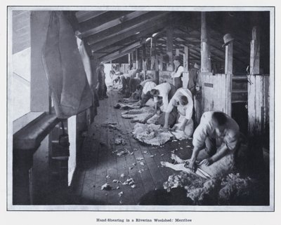 Hand-Shearing in a Riverina Woolshed, Merribee by Photographer Australian