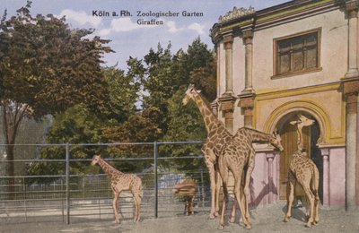 Cologne Zoo, Giraffes by Photographer German
