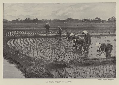 A rice field in Japan by Photographer Japanese