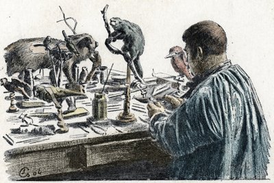 Taxidermy: A taxidermist stuffed animals in his workshop, Engraving from 