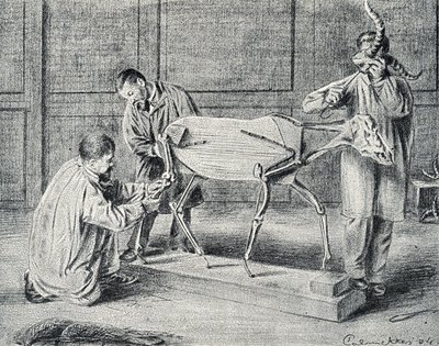 Taxidermy: taxidermists preparing the artificial skeleton in the workshop Engraving from “Excursion a travers les metiers” by Pierre Calmette Collection privee by Pierre Calmettes
