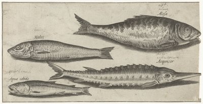 Shad, Sturgeon, Smelt, and a Herring (Fish, Piscivm vivae icones) by Pierre Firens
