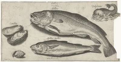 Cod, Whiting, a Dolphin, and Shells (Fish) by Pierre Firens