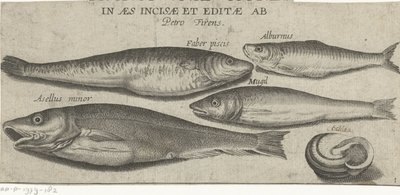 Sprat, Carp, Mullet, Small Cod, and a Shell by Pierre Firens