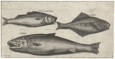 Sea Bass, Sole, and a Salmon by Pierre Firens
