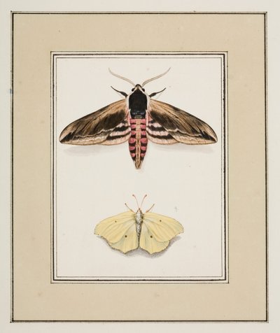 Privet Hawk Moth and Common Brimstone, c.1755-65 by Pierre Francois Ledoulx