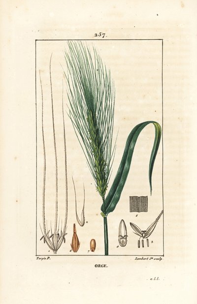 Barley, Hordeum vulgare, showing stalk, leaf and seed spike (Illustration from La Flore Medicale) by Pierre Jean Francois Turpin
