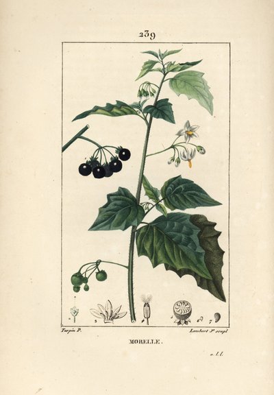 Black Nightshade, Solanum Nigrum by Pierre Jean Francois Turpin