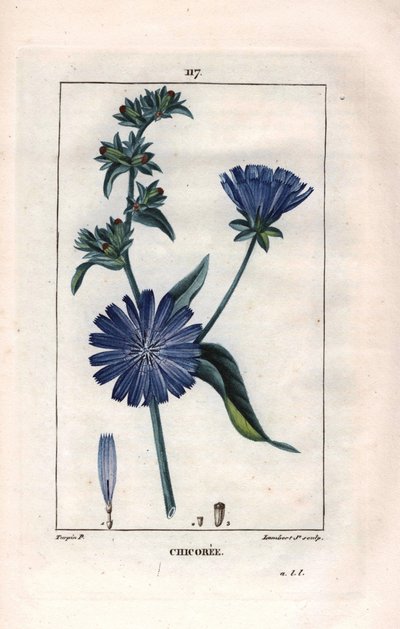 Chicory Plant and Flower, Cichorium Intybus by Pierre Jean Francois Turpin