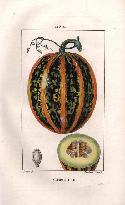 Pumpkin, Cucurbita pepo. Handcoloured stipple copperplate engraving from Chaumeton, Poiret et Chamberet