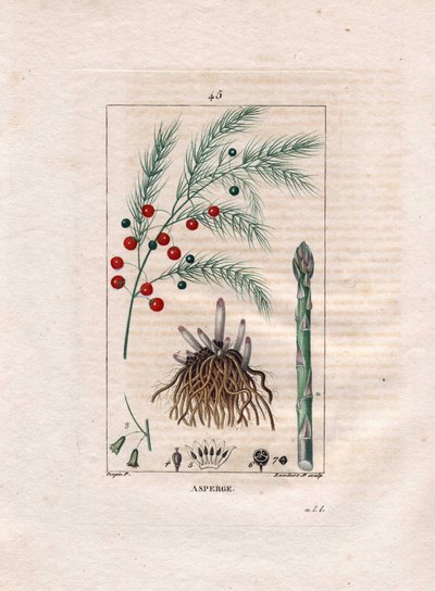 Asparagus, Asparagus officinalis from 