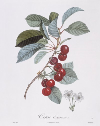 Cherry tree (Prunus avium), botanical plate by Pierre Jean Francois Turpin by Pierre Jean Francois Turpin