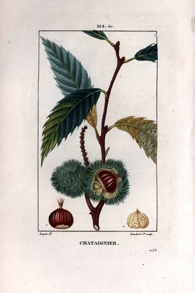 Chestnut Branch with Fruit - Sweet Chestnut Tree by Pierre Jean Francois Turpin