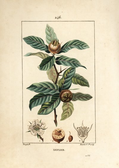 German Medlar (from 