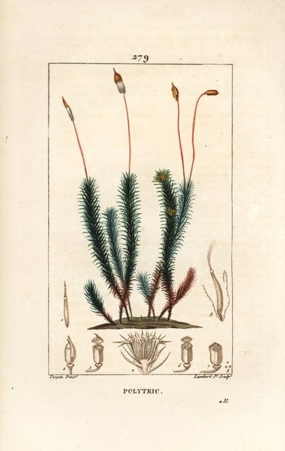 Common Haircap Moss, Common Polytrichum (from La Flore Medicale) by Pierre Jean Francois Turpin