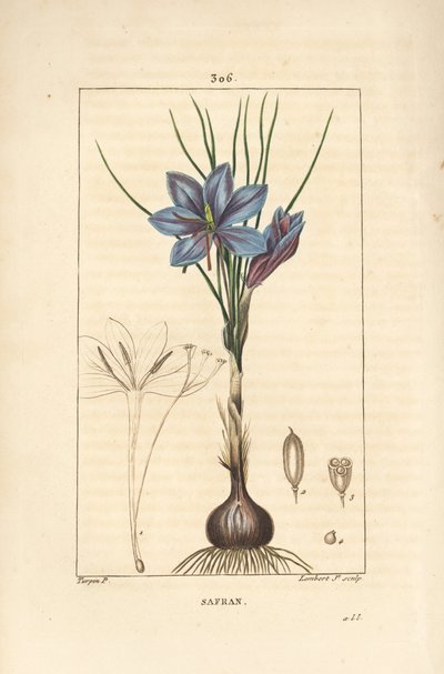 Crocus - Saffron crocus, Crocus sativus, showing flower, leaf, stem, bulb and stigma by Pierre Jean Francois Turpin