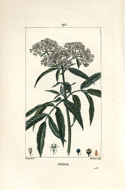 Dwarf Elder, Sambucus humilis by Pierre Jean Francois Turpin