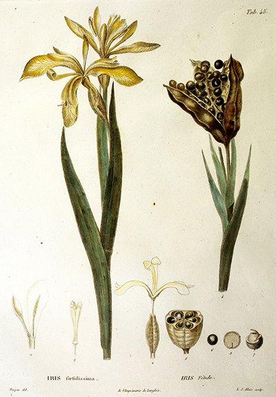 Fetid Iris by Pierre Jean Francois Turpin