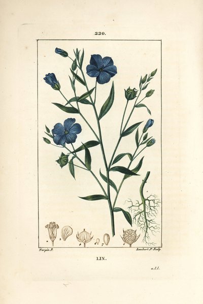 Flax, Linum Sativum by Pierre Jean Francois Turpin