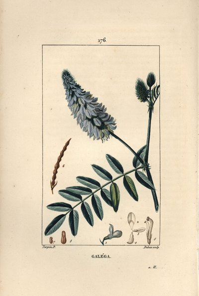Galega by Pierre Jean Francois Turpin
