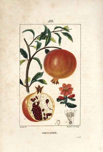 Pomegranate Tree, Punica Granatum by Pierre Jean Francois Turpin