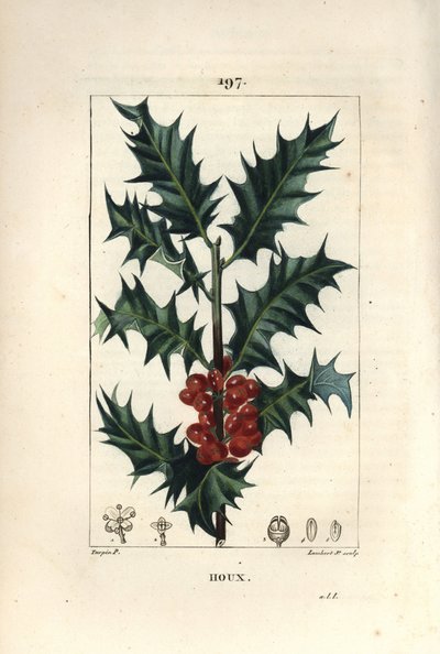 Holly, Ilex aqualifolium, with prickly leaves and red berries by Pierre Jean Francois Turpin