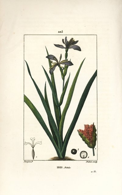Stinking Iris, Iris foetida, with Flower, Leaf and Seed Pod by Pierre Jean Francois Turpin