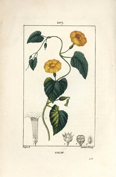 Jalap, Convolvulus Jalappa by Pierre Jean Francois Turpin