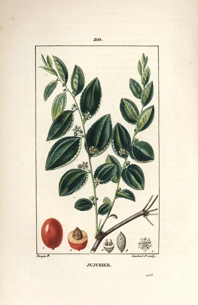 Jujube Tree, Rhamnus zizyphus, with Flower, Leaf and Fruit in Section by Pierre Jean Francois Turpin
