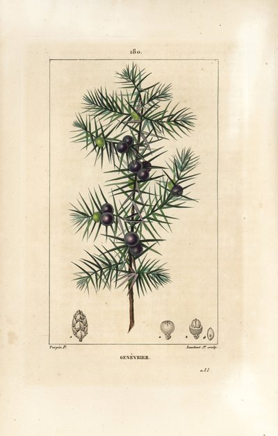 Juniper Tree, Juniperus vulgaris, Showing Leaf, Berry and Stalk by Pierre Jean Francois Turpin